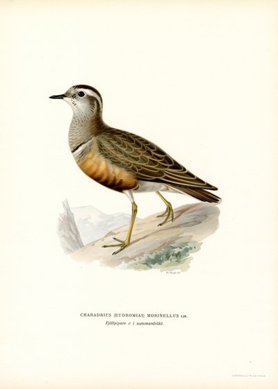 Piviere tortolino da Magnus Ferdinand and Wilhelm von Wright