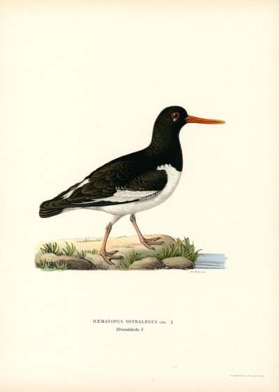 Beccaccia di mare eurasiatica da Magnus Ferdinand and Wilhelm von Wright