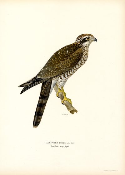 Sparviero eurasiatico da Magnus Ferdinand and Wilhelm von Wright