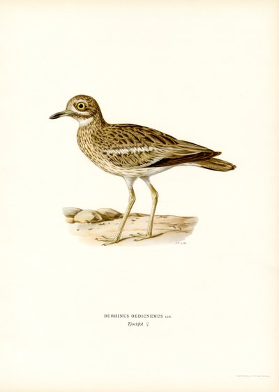 Occhione eurasiatico da Magnus Ferdinand and Wilhelm von Wright