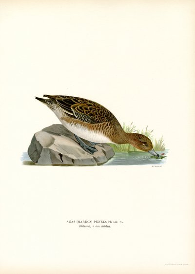 Fischione eurasiatico da Magnus Ferdinand and Wilhelm von Wright
