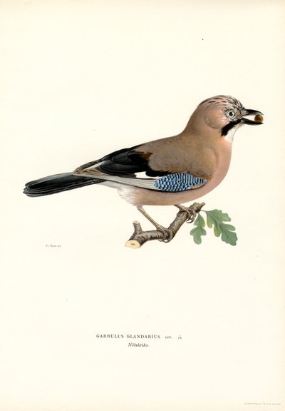 Ghiandaia eurasiatica da Magnus Ferdinand and Wilhelm von Wright