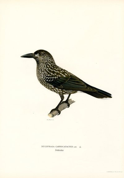 Nocciolaia da Magnus Ferdinand and Wilhelm von Wright