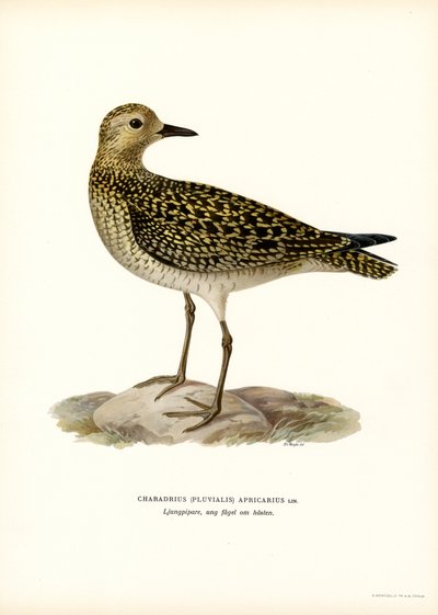 Piviere dorato europeo da Magnus Ferdinand and Wilhelm von Wright