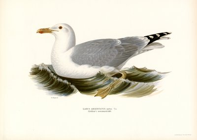 Gabbiano reale europeo da Magnus Ferdinand and Wilhelm von Wright