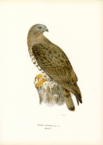 Pernis apivorus da Magnus Ferdinand and Wilhelm von Wright