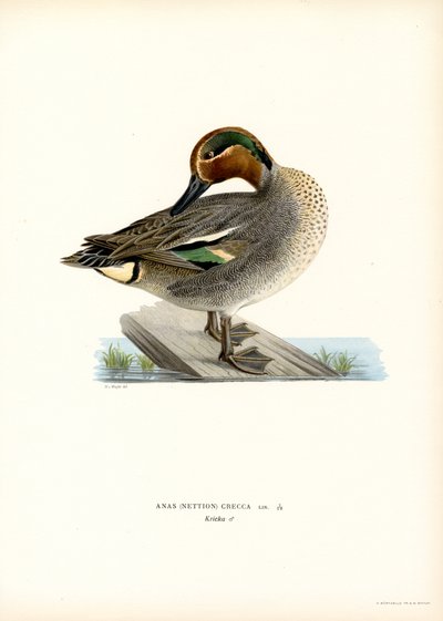 Alzavola europea da Magnus Ferdinand and Wilhelm von Wright