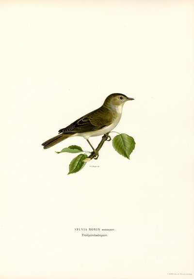 Beccafico da Magnus Ferdinand and Wilhelm von Wright