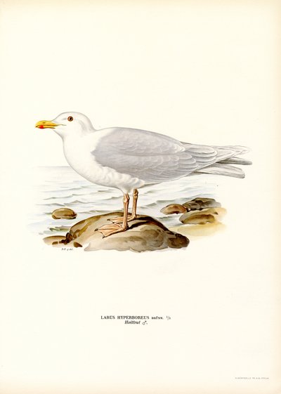 Gabbiano glauco (litografia a colori) da Magnus Ferdinand and Wilhelm von Wright