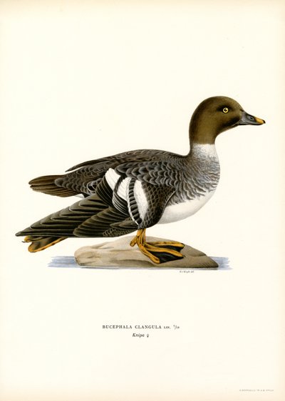 Quattrocchi da Magnus Ferdinand and Wilhelm von Wright