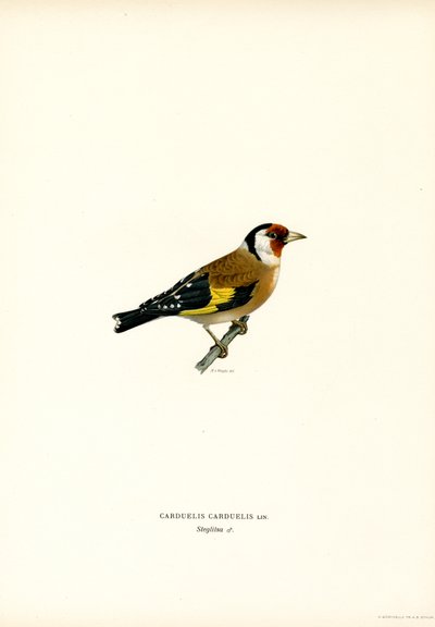Cardellino da Magnus Ferdinand and Wilhelm von Wright