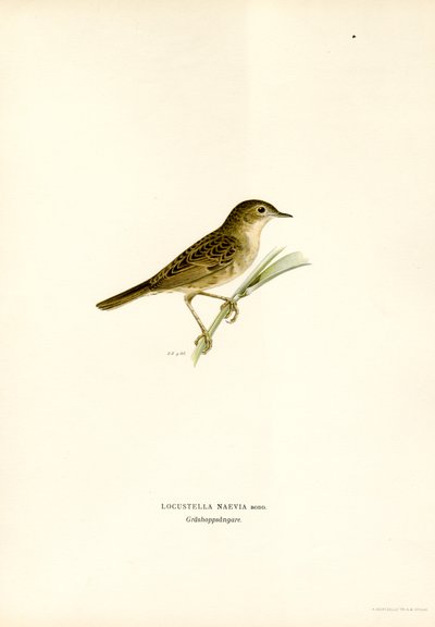 Locustella da Magnus Ferdinand and Wilhelm von Wright