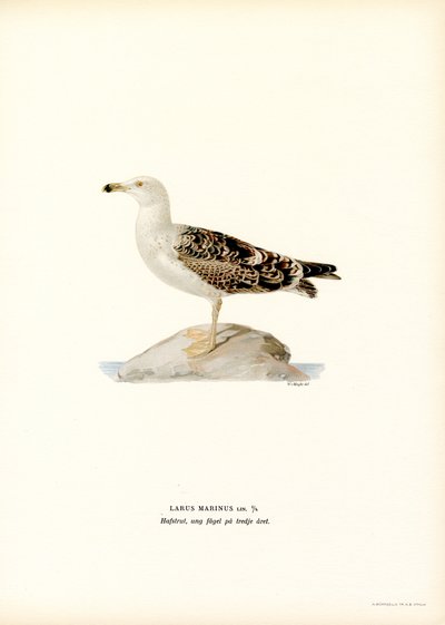 Gabbiano reale nordico da Magnus Ferdinand and Wilhelm von Wright