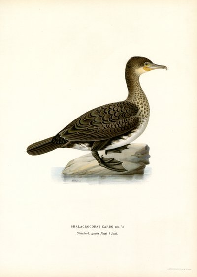 Cormorano da Magnus Ferdinand and Wilhelm von Wright