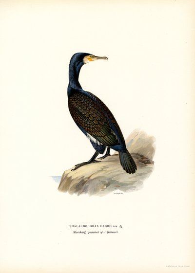 Cormorano da Magnus Ferdinand and Wilhelm von Wright