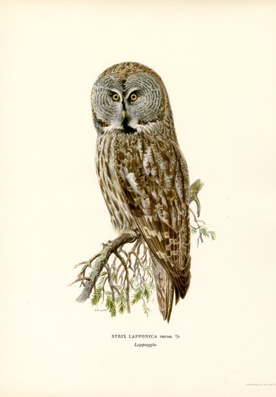 Gufo reale da Magnus Ferdinand and Wilhelm von Wright