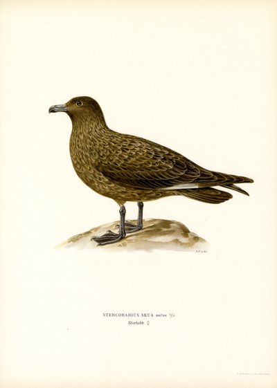 Stercorario Maggiore da Magnus Ferdinand and Wilhelm von Wright