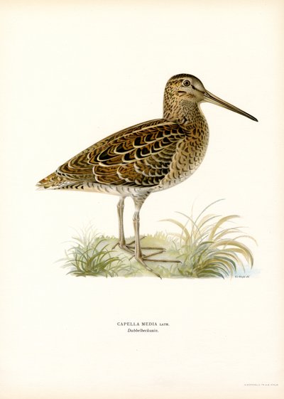 Croccolone da Magnus Ferdinand and Wilhelm von Wright