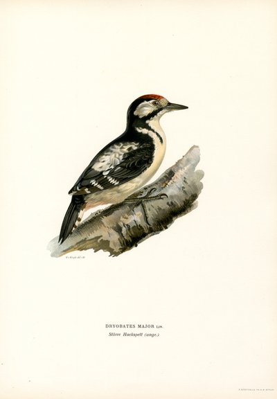 Picchio Rosso Maggiore da Magnus Ferdinand and Wilhelm von Wright