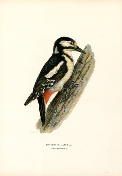 Picchio rosso maggiore da Magnus Ferdinand and Wilhelm von Wright