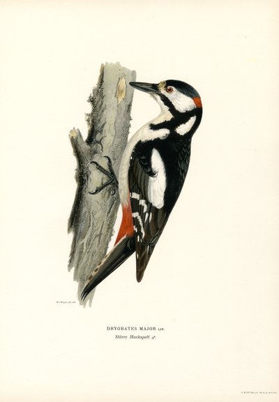 Picchio rosso maggiore da Magnus Ferdinand and Wilhelm von Wright