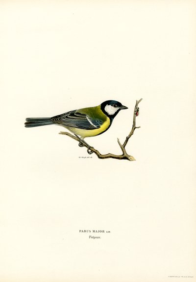 Cinciallegra da Magnus Ferdinand and Wilhelm von Wright