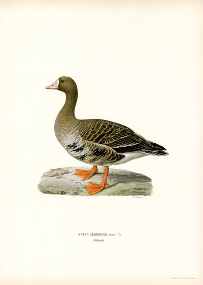 Oca Granaiola da Magnus Ferdinand and Wilhelm von Wright