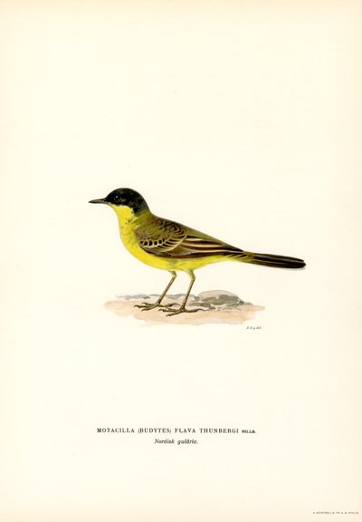 Cutrettola testagialla da Magnus Ferdinand and Wilhelm von Wright