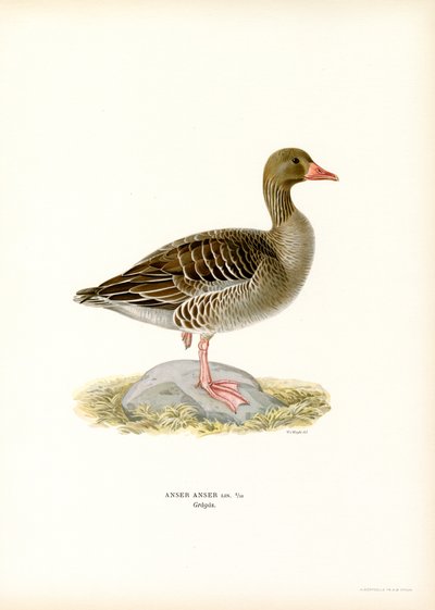 Oca grigia da Magnus Ferdinand and Wilhelm von Wright