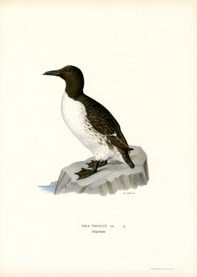 Guillemot (litografia a colori) da Magnus Ferdinand and Wilhelm von Wright