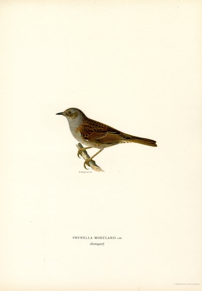 Luì piccolo da Magnus Ferdinand and Wilhelm von Wright