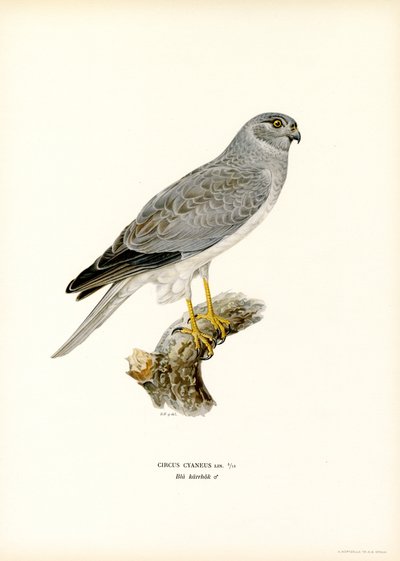 Albanella reale da Magnus Ferdinand and Wilhelm von Wright