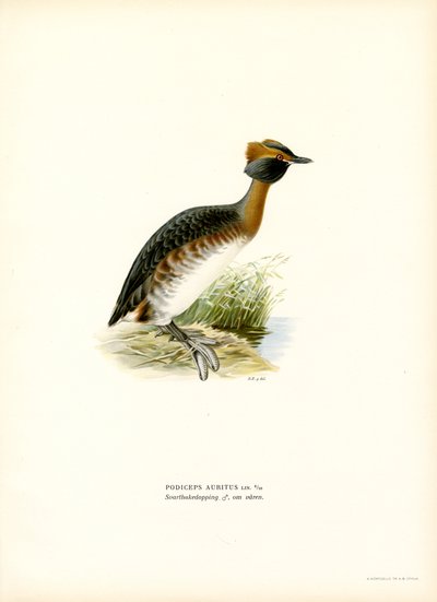 Svasso cornuto da Magnus Ferdinand and Wilhelm von Wright