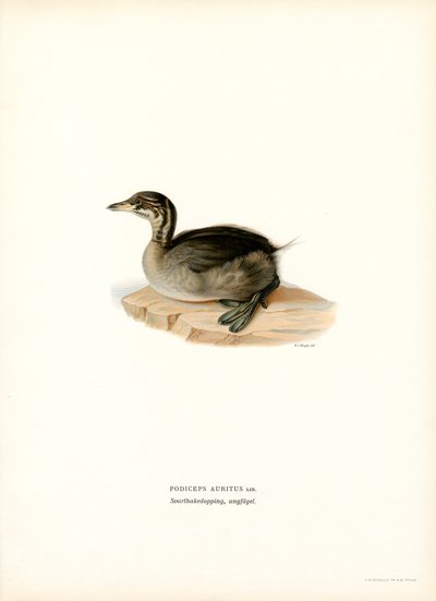 Svasso cornuto da Magnus Ferdinand and Wilhelm von Wright