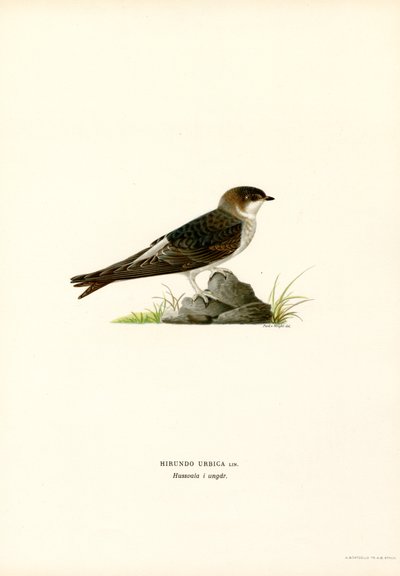 Rondine da Magnus Ferdinand and Wilhelm von Wright