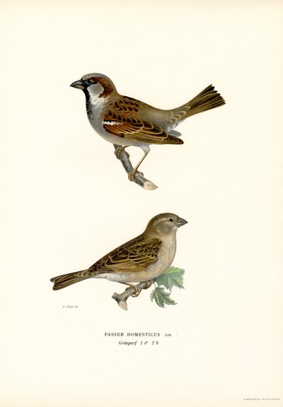 Passera europea da Magnus Ferdinand and Wilhelm von Wright