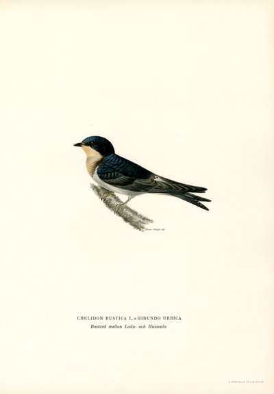 Rondine comune da Magnus Ferdinand and Wilhelm von Wright