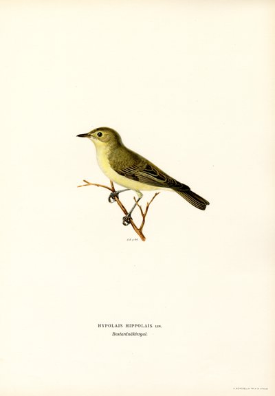 Canapino da Magnus Ferdinand and Wilhelm von Wright