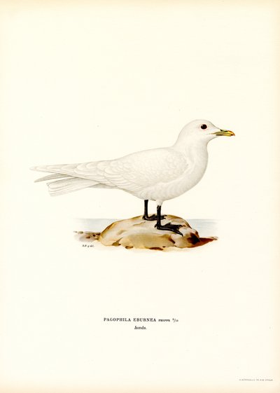 Gabbiano Avorio da Magnus Ferdinand and Wilhelm von Wright