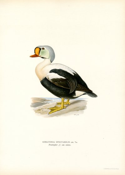 Edredone reale da Magnus Ferdinand and Wilhelm von Wright