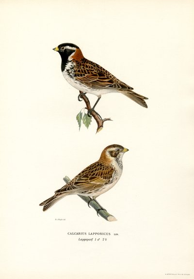 Zigolo delle nevi da Magnus Ferdinand and Wilhelm von Wright