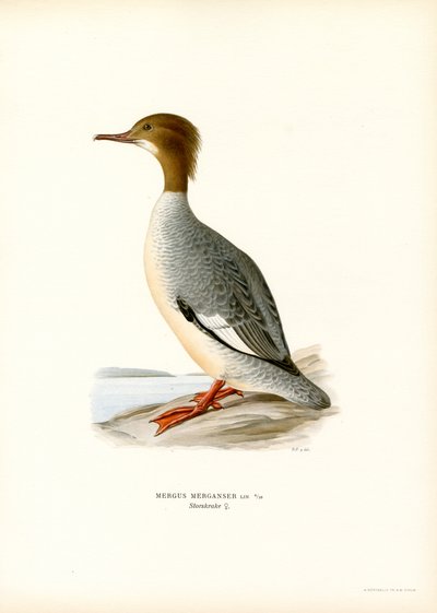 Smergo maggiore da Magnus Ferdinand and Wilhelm von Wright