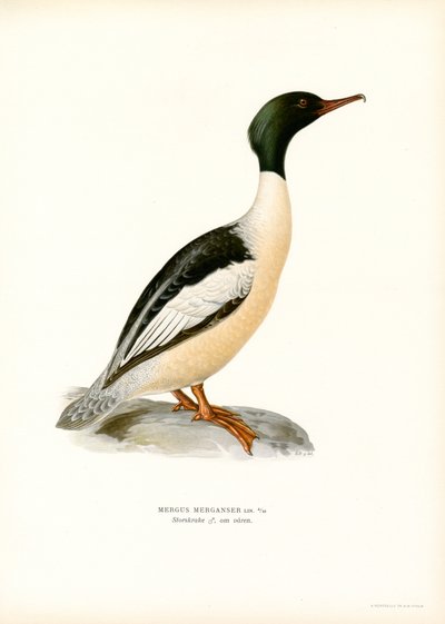 Smergo maggiore da Magnus Ferdinand and Wilhelm von Wright