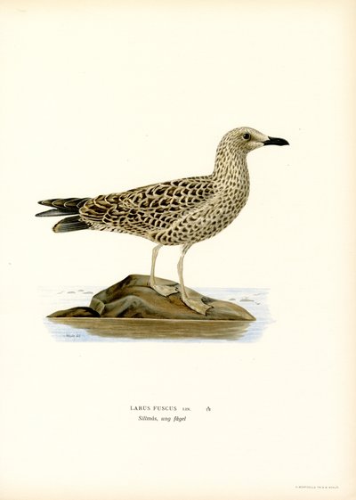 Gabbiano zampegialle minore da Magnus Ferdinand and Wilhelm von Wright