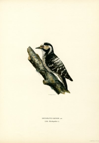 Picchio rosso minore da Magnus Ferdinand and Wilhelm von Wright