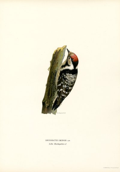 Picchio rosso minore da Magnus Ferdinand and Wilhelm von Wright
