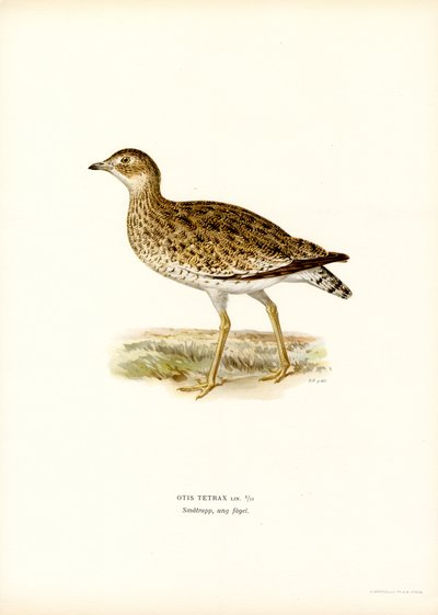 Gallina prataiola da Magnus Ferdinand and Wilhelm von Wright