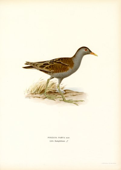 Schiribilla da Magnus Ferdinand and Wilhelm von Wright