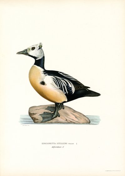 Edredone minore da Magnus Ferdinand and Wilhelm von Wright