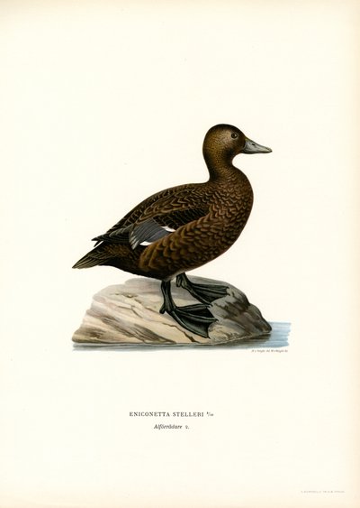 Edredone minore da Magnus Ferdinand and Wilhelm von Wright